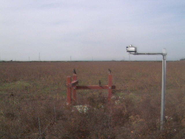 Birds on the fence