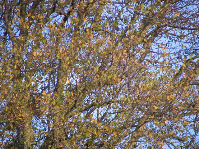 Oak tree leaves turning yellow
