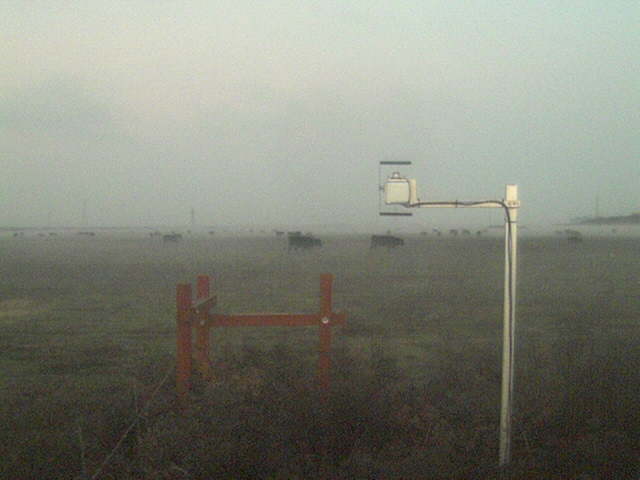 Cows and fog