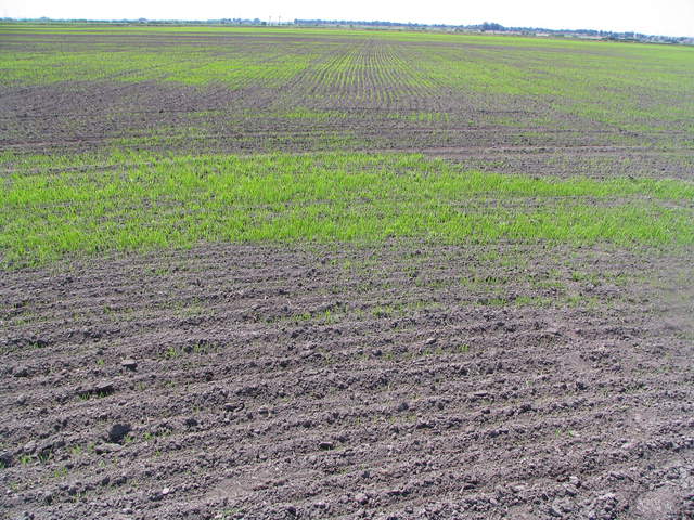 Weeds and rice seedling in the paddy