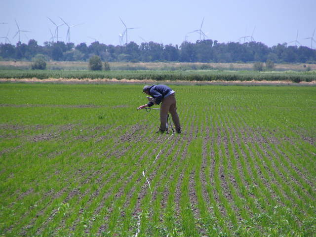 Oliver doing spectra measurements in the rice field
