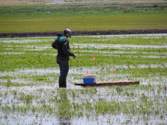 UC Davis student doing chamber measurements in the rice paddy