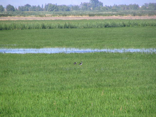Stilts in the rice field