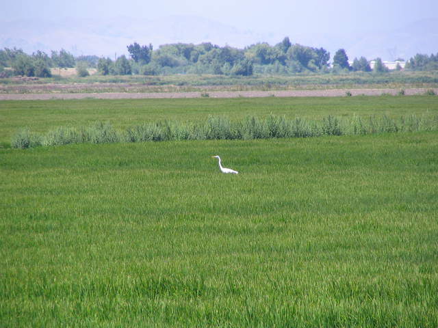 Great white heron in the rice field