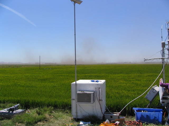 Dust clouds upwind from the rice paddy