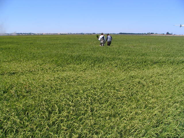 Ben and Oliver taking biomass samples