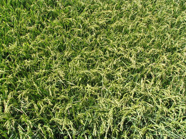 View of tops of heading rice