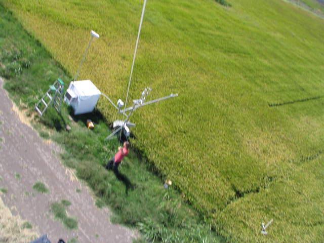 View of rice site from kite camera
