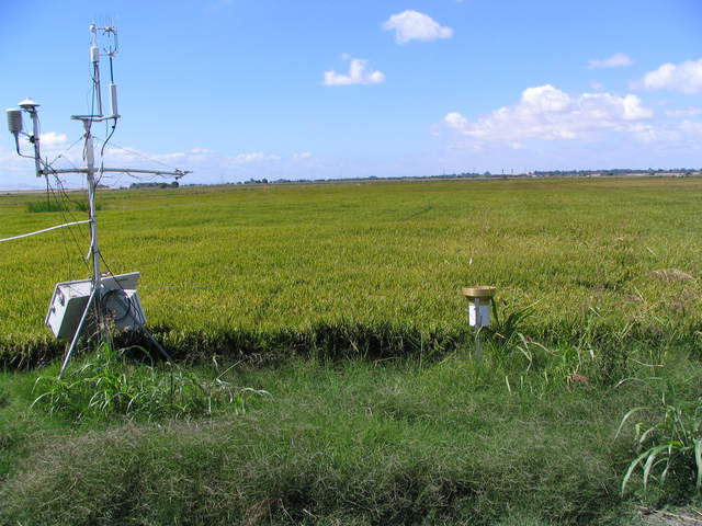 Eddy tower at the rice field with seeds heading