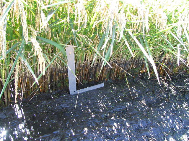 L-square to scale water line on rice plants