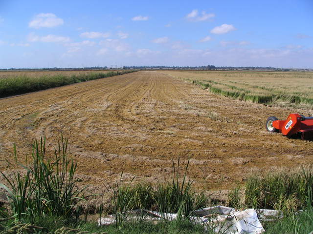 Rice straw partially chopped