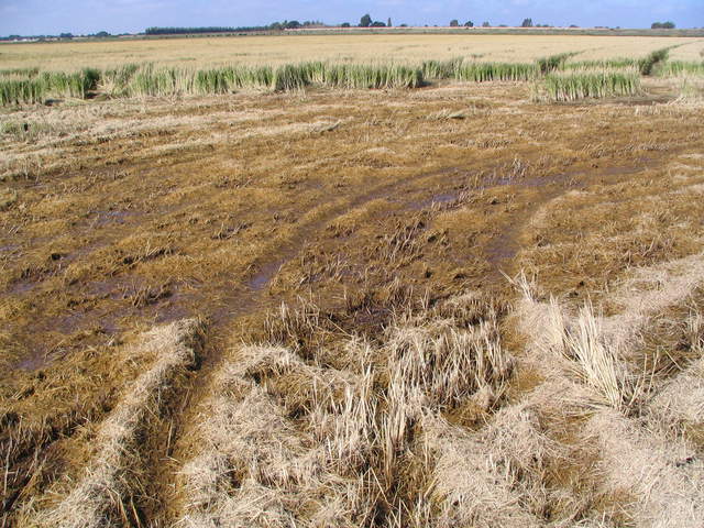Rice straw partially chopped