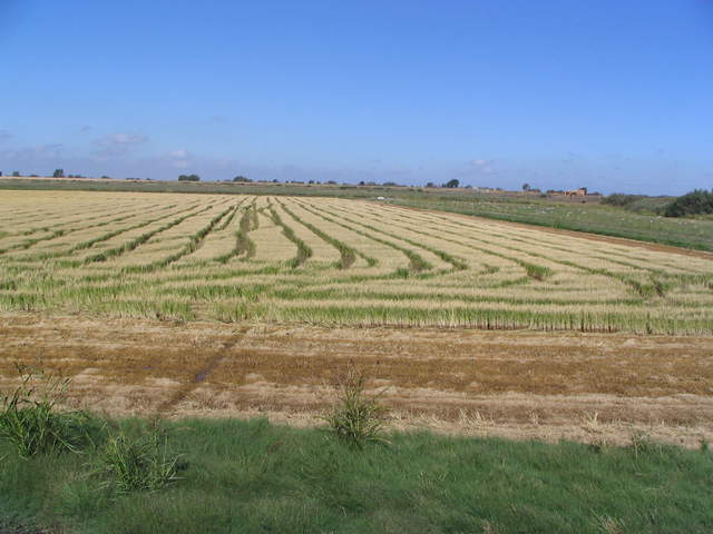 The rice field has been harvested