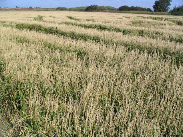 Standing rice straw