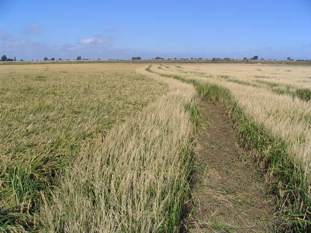 Unharvested and harvested rice side by side in the field