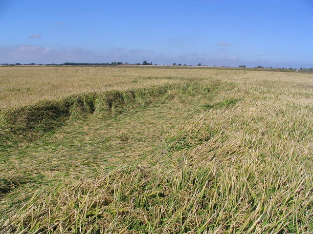 Large blow down in the rice field