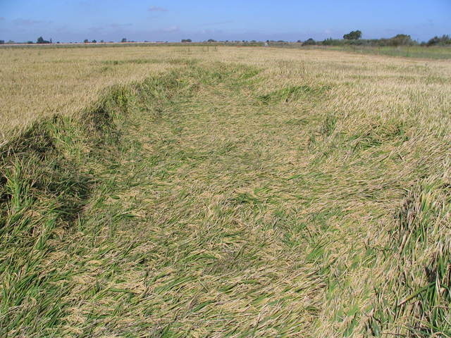 Large blow down in the rice field