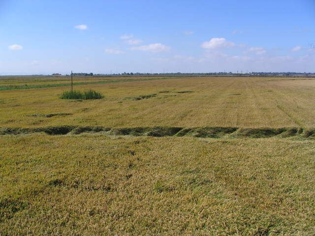 Large blow down in the rice field