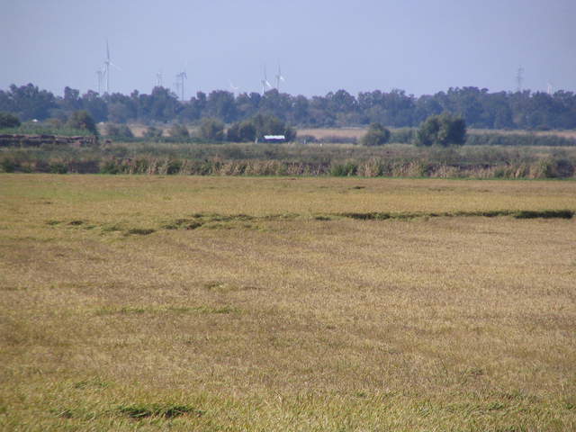 Large blow down in the rice field