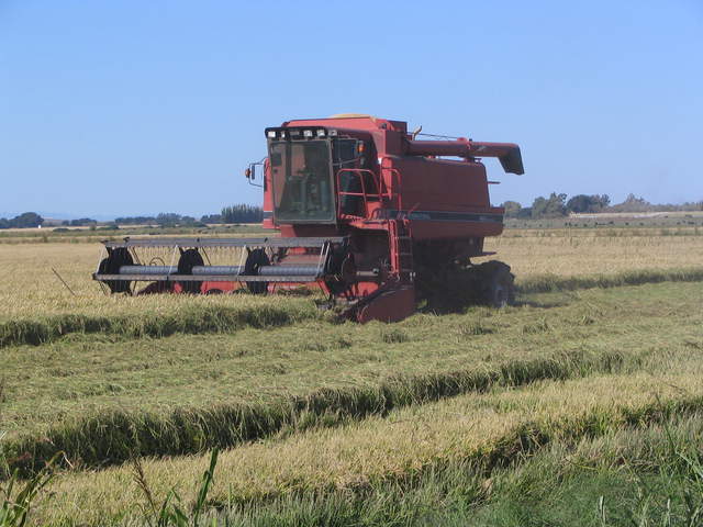 Combine harvesting rice