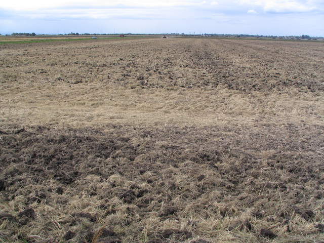 Harvested, chopped and disked rice field