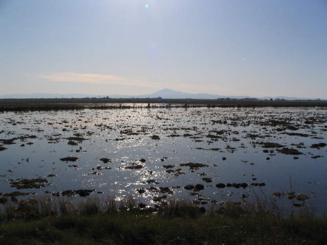 View of Mt Diablo over flooded fallow rice paddy