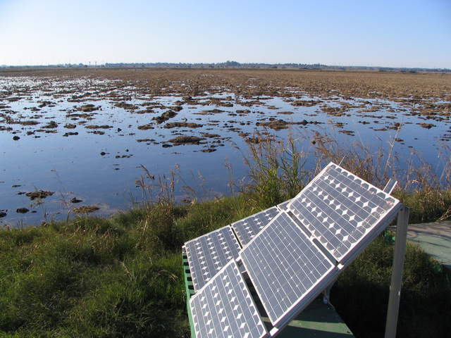 Solar panels and flooded rice field