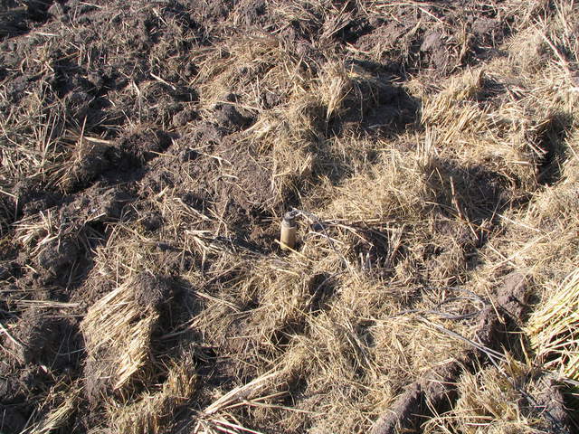 Soil moisture probe in harvested, chopped and disked rice field