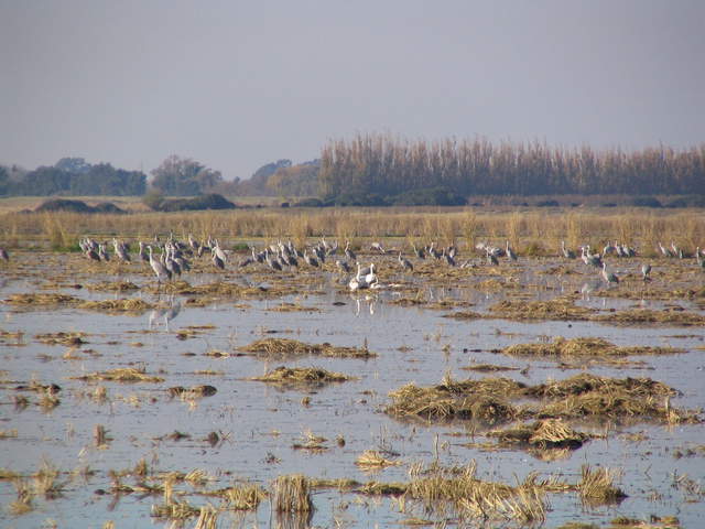 Sand Hill Cranes and swans on flooded fallow rice field