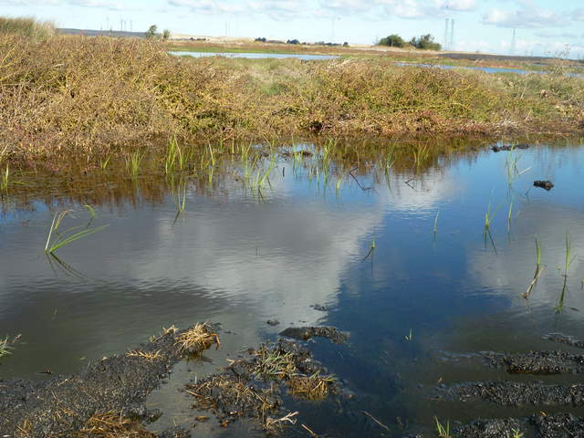 Green cattails sprouting in newly flooded wetland