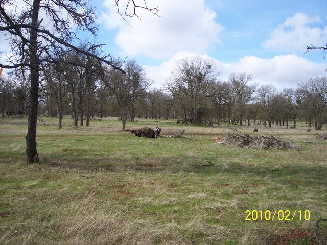 Green grass and old stump