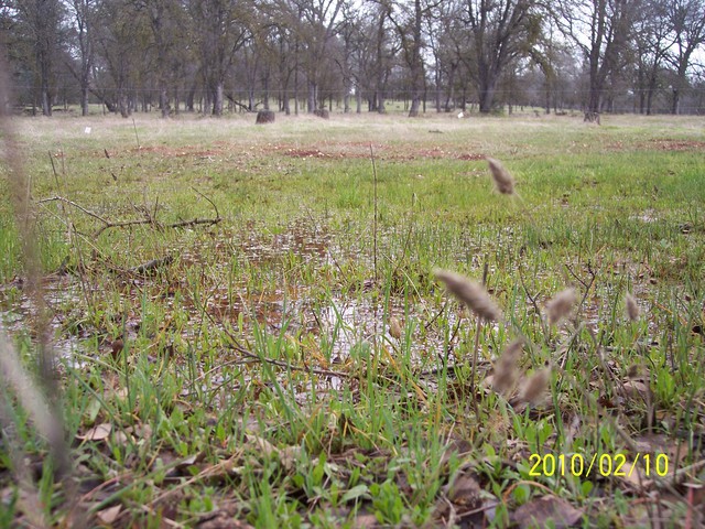 Close up of new grass sprouts