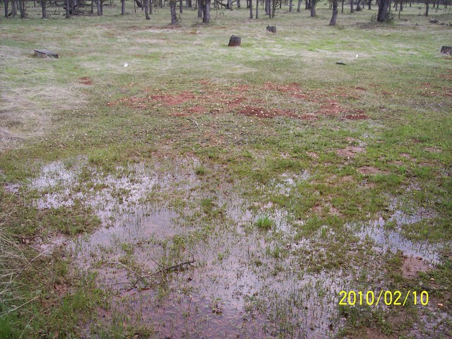 Standing water in puddles in the grass