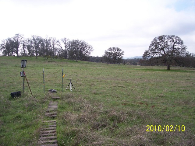 Fence gate, big tree, new grass