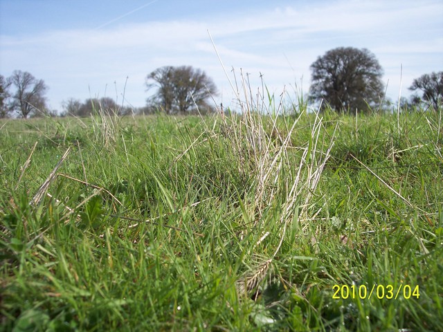 Close up of young grass
