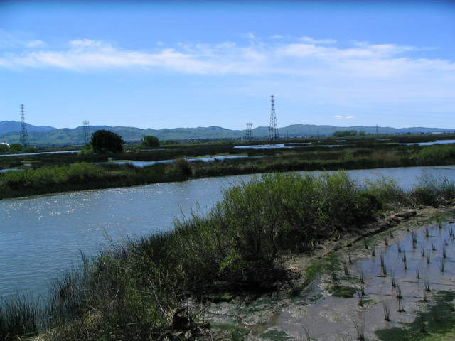 Plants to the west have grown