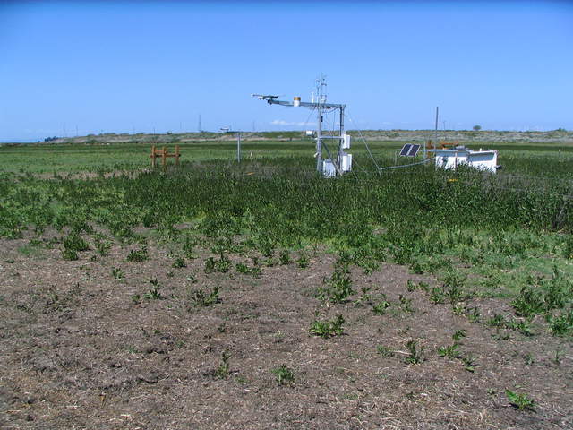 Bare spot near eddy tower
