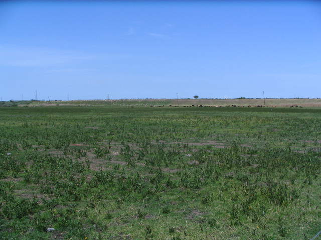 Goats and cows in Sherman pasture