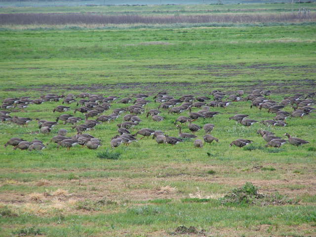 Greater white fronted geese on field