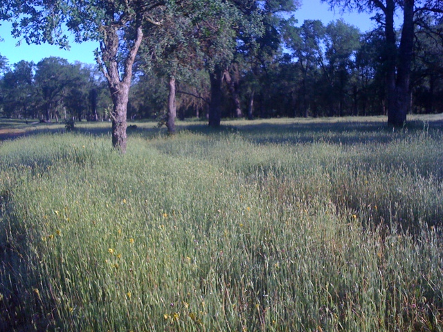 Tall grass in the oak savanna in early morning