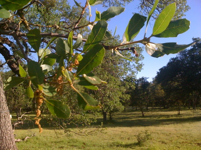 Close up of oak leaves and flower