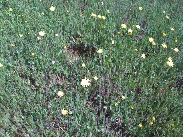 Wild flowers and green grass