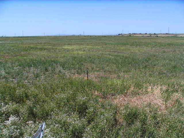 herd of cows at far end of the pasture