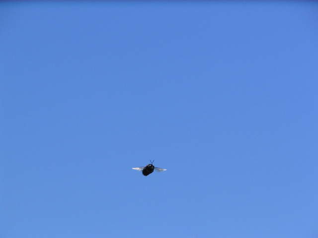 Bumble bee in flight