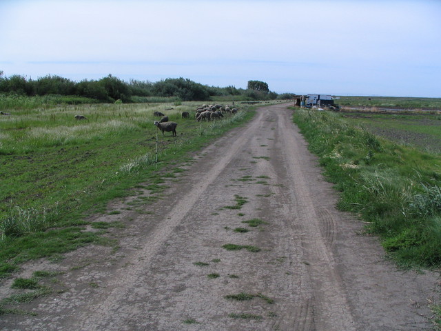 Sheep along the road next to the rice field