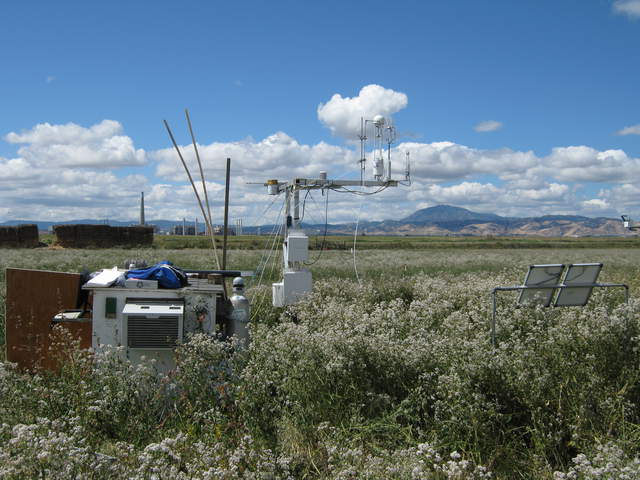 View of the site with flowering pepper weed and Mt Diablo
