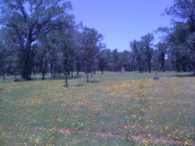 Wild flowers at the oak savanna