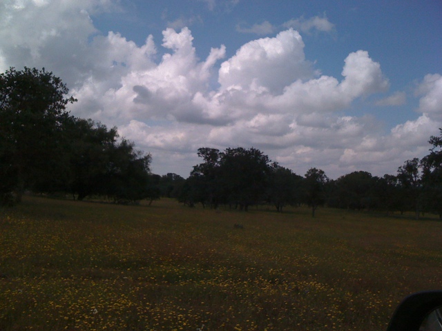 Wild flowers in the shadow of clouds