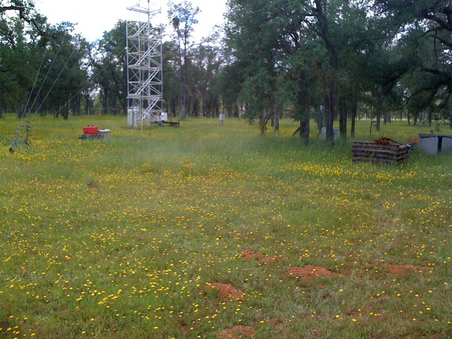 Tower base and wild flowers