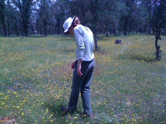 Woman doing species count